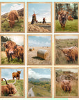 Highland Cow Poster