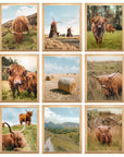 Highland Cow Poster