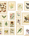 Large 11x14 Vintage Botanical Wall Art Decor