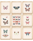 Butterfly Poster