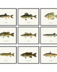 Fish Poster