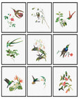 Hummingbird Poster