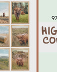 Highland Cow Poster